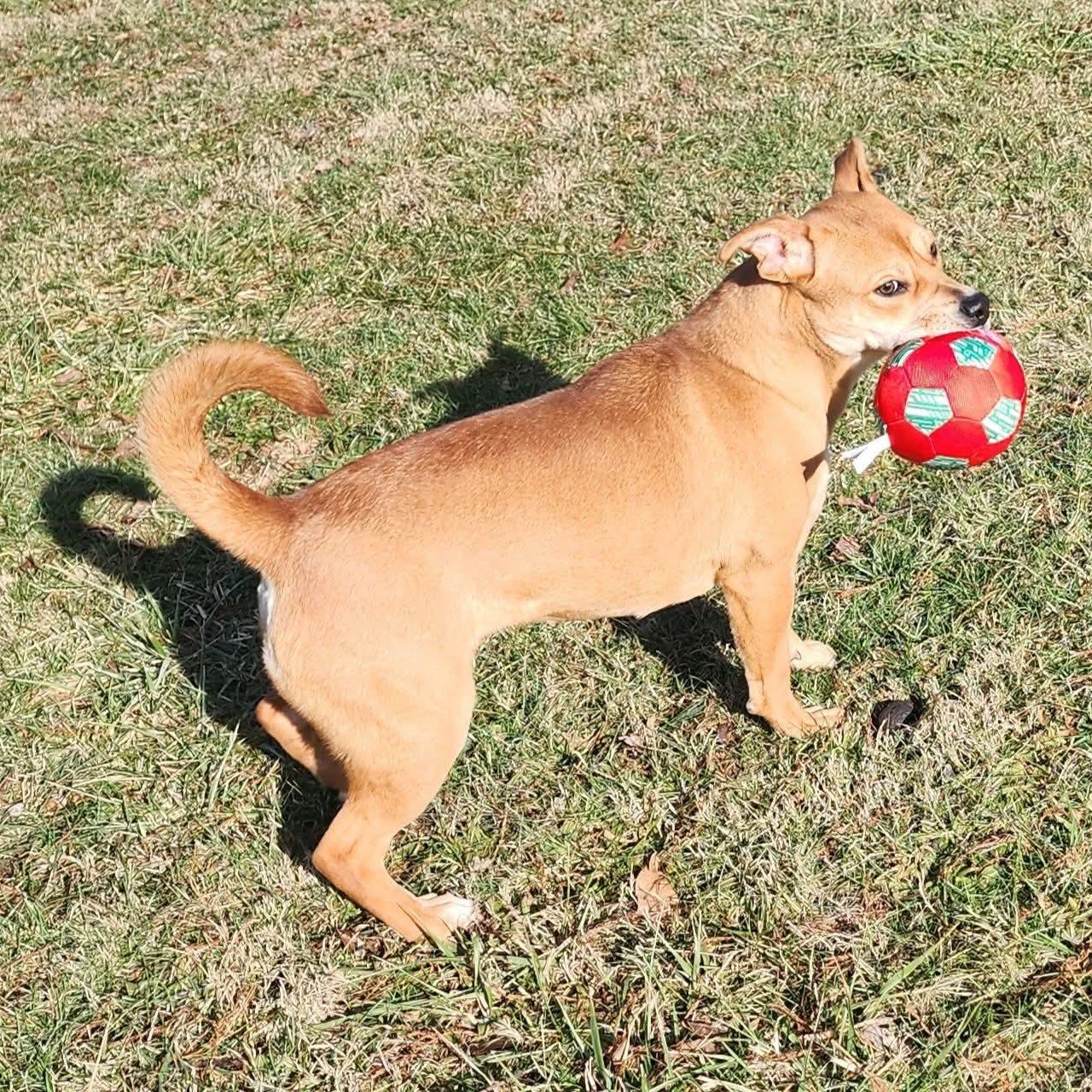 Marrieta , a ADOPTABLE mixed breed in East Peoria, IL image 5/6