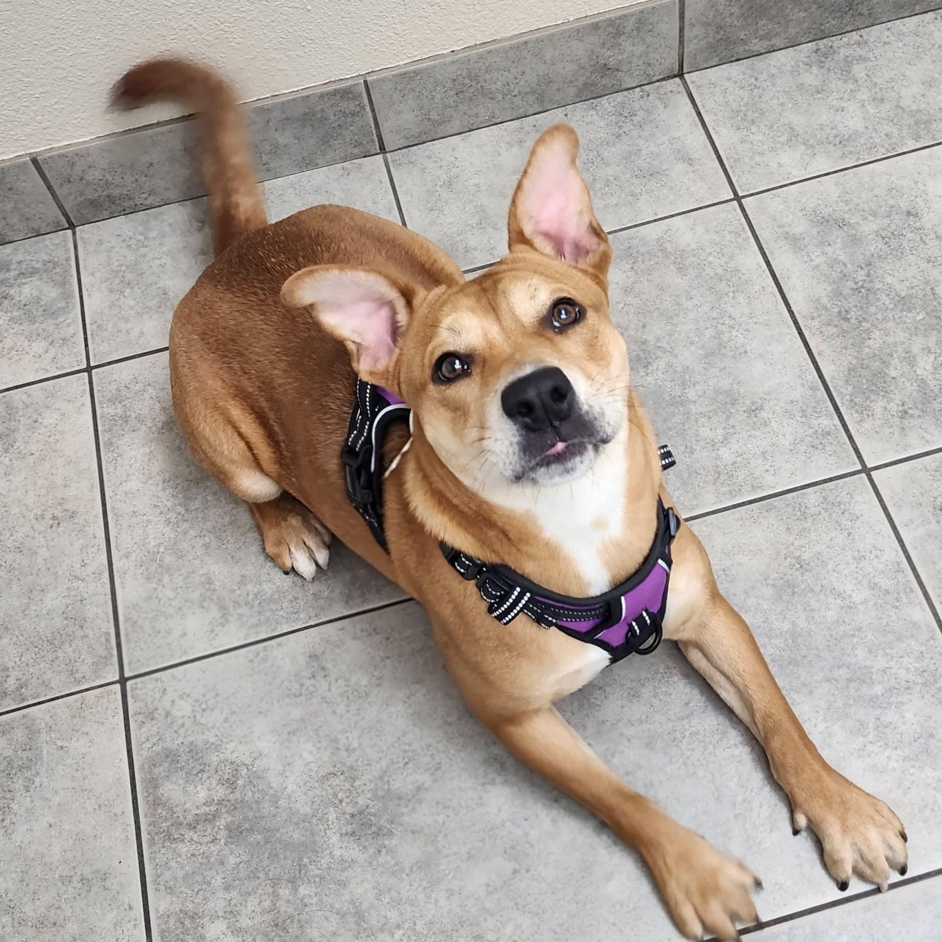 Enlarge Marrieta , a ADOPTABLE mixed breed in East Peoria, IL image 5/6