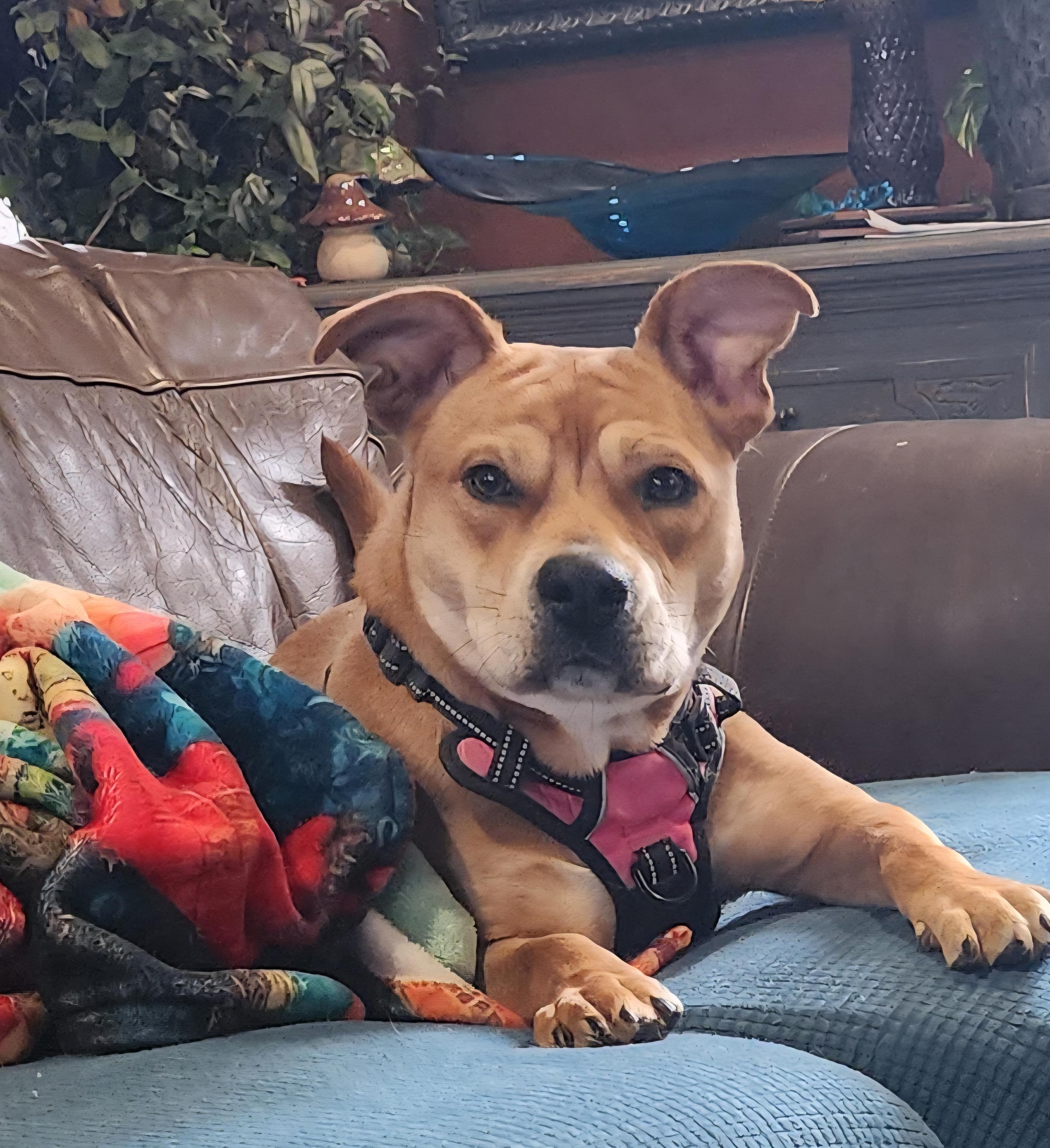 Marrieta , a ADOPTABLE mixed breed in East Peoria, IL image 6/6