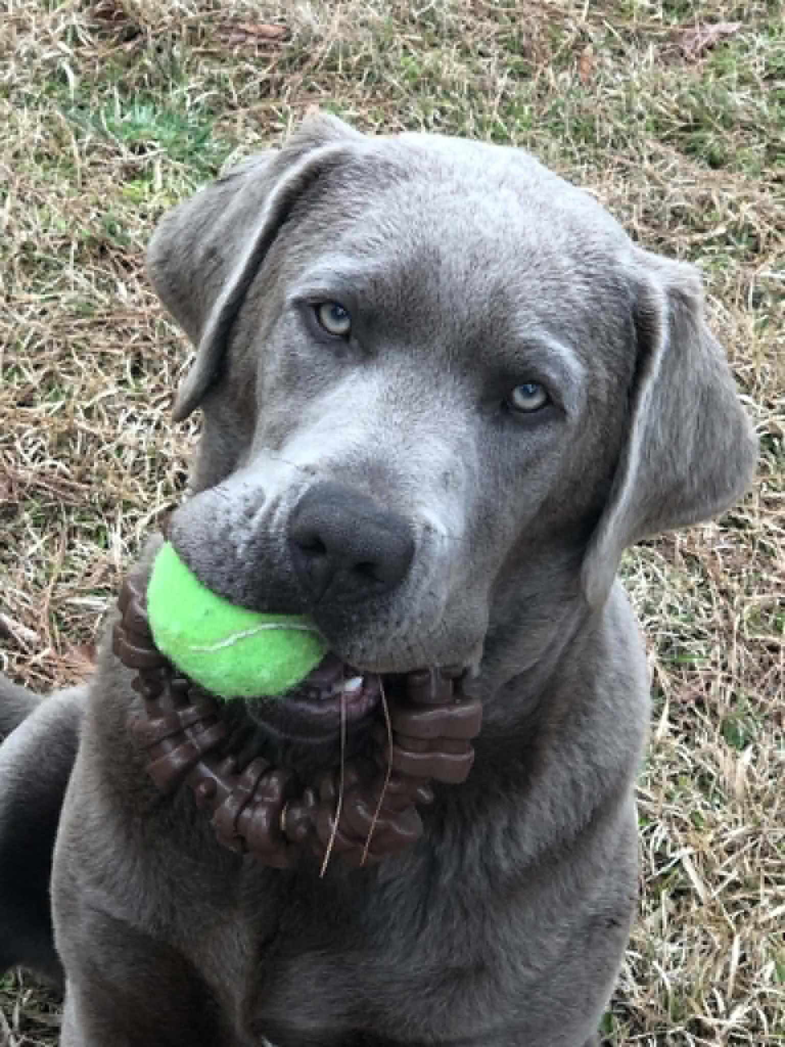 Hooper, an adopted Labrador Retriever in Warrington, PA image 1/6