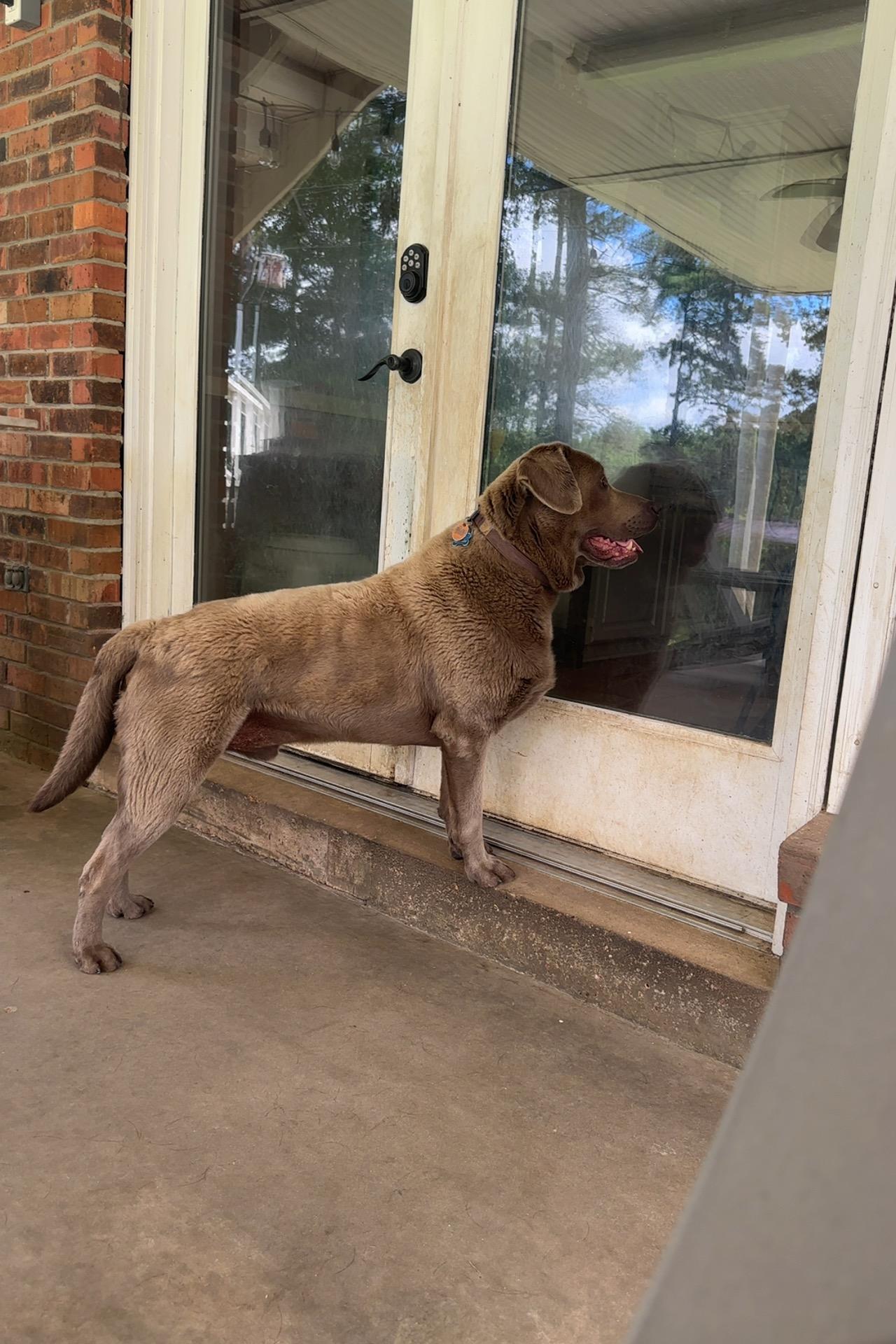 Hooper, an adopted Labrador Retriever in Warrington, PA image 4/6