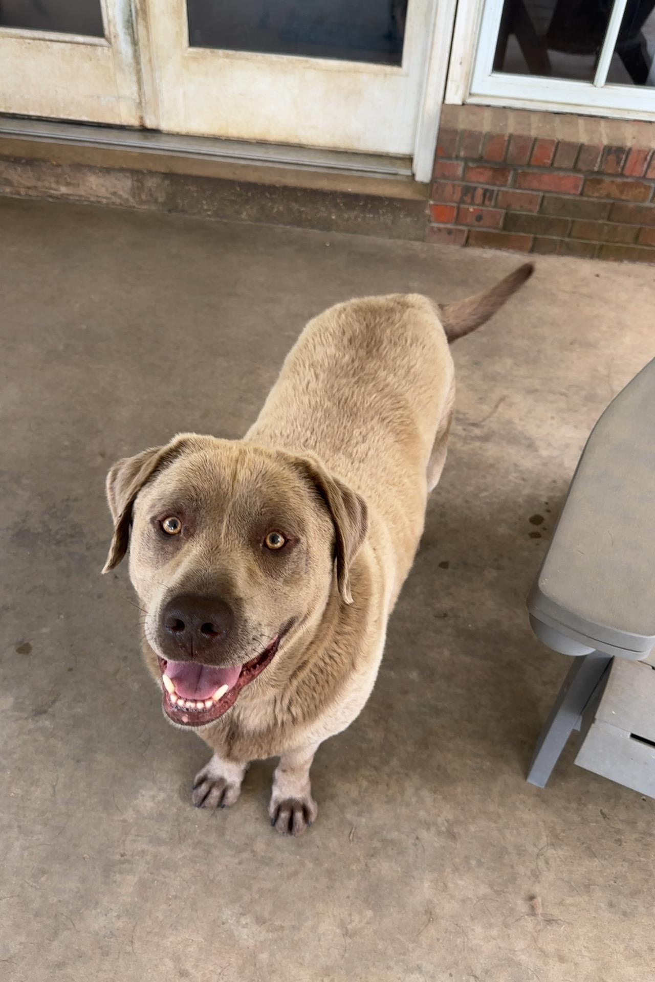 Hooper, an adopted Labrador Retriever in Warrington, PA image 2/6