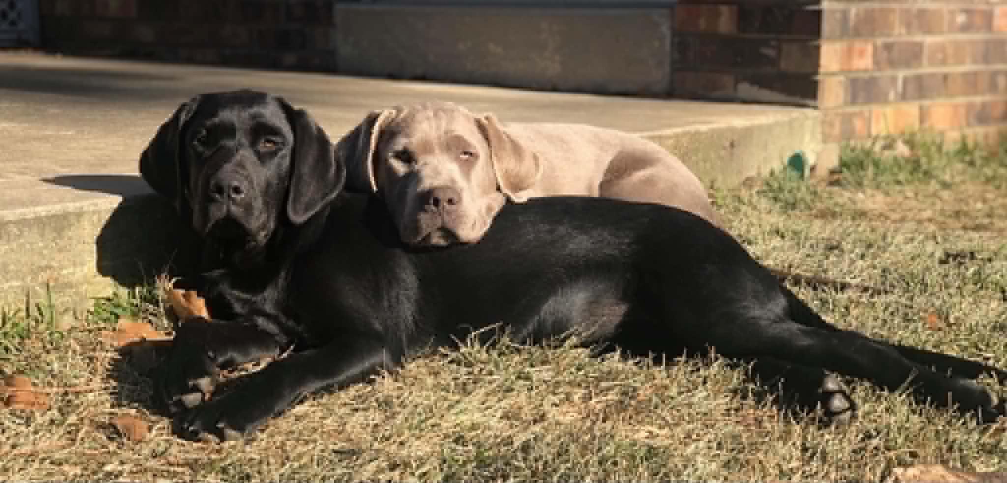 Hooper, an adopted Labrador Retriever in Warrington, PA image 3/6