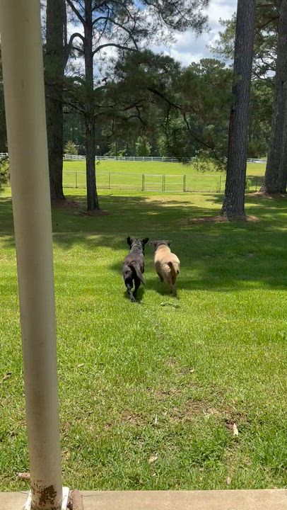 Enlarge Hooper, an adopted Labrador Retriever in Warrington, PA video 6/6