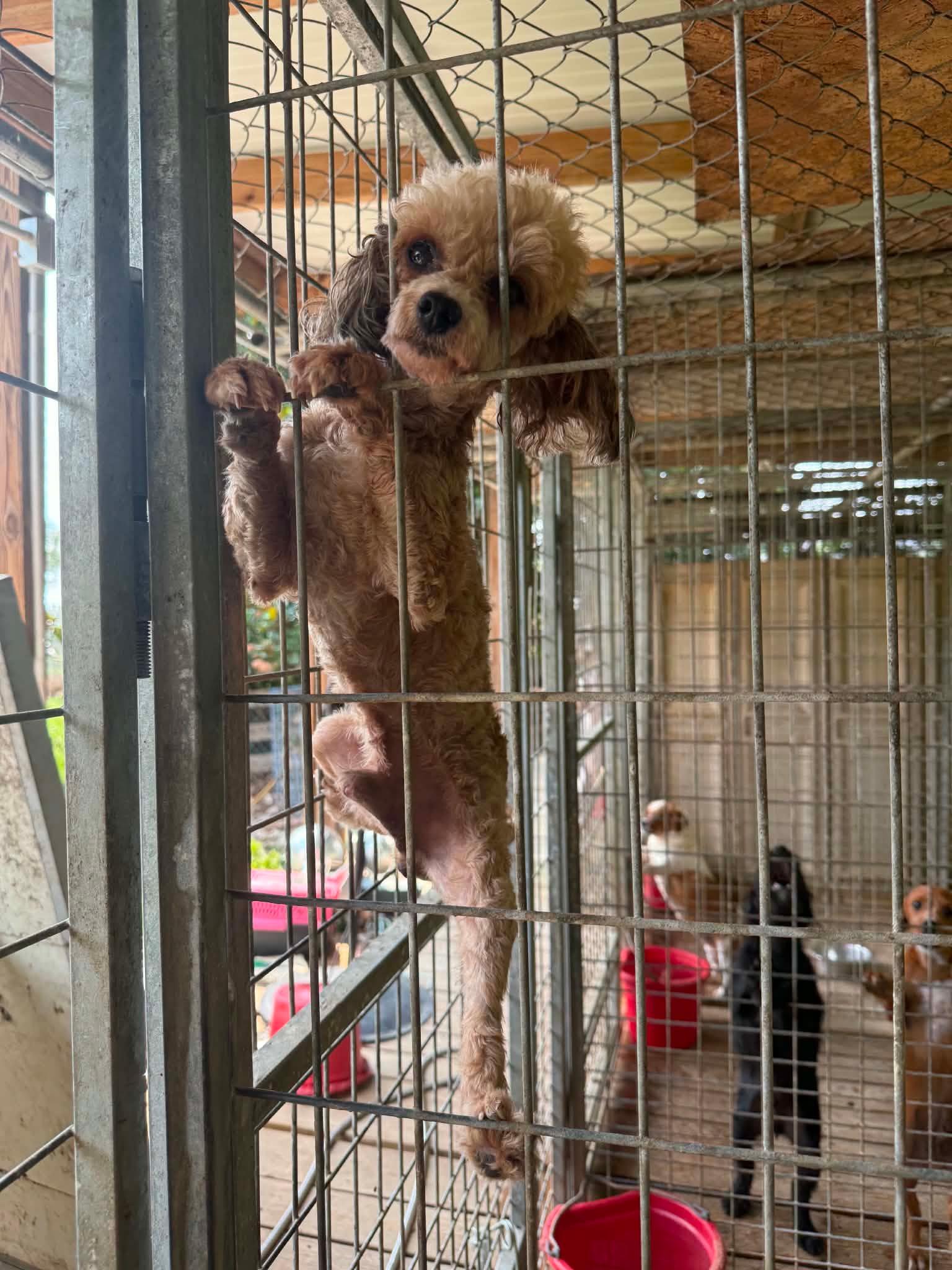 Enlarge Coco Monkey, a ADOPTABLE Poodle (Toy) in Homer Glen, IL image 4/4