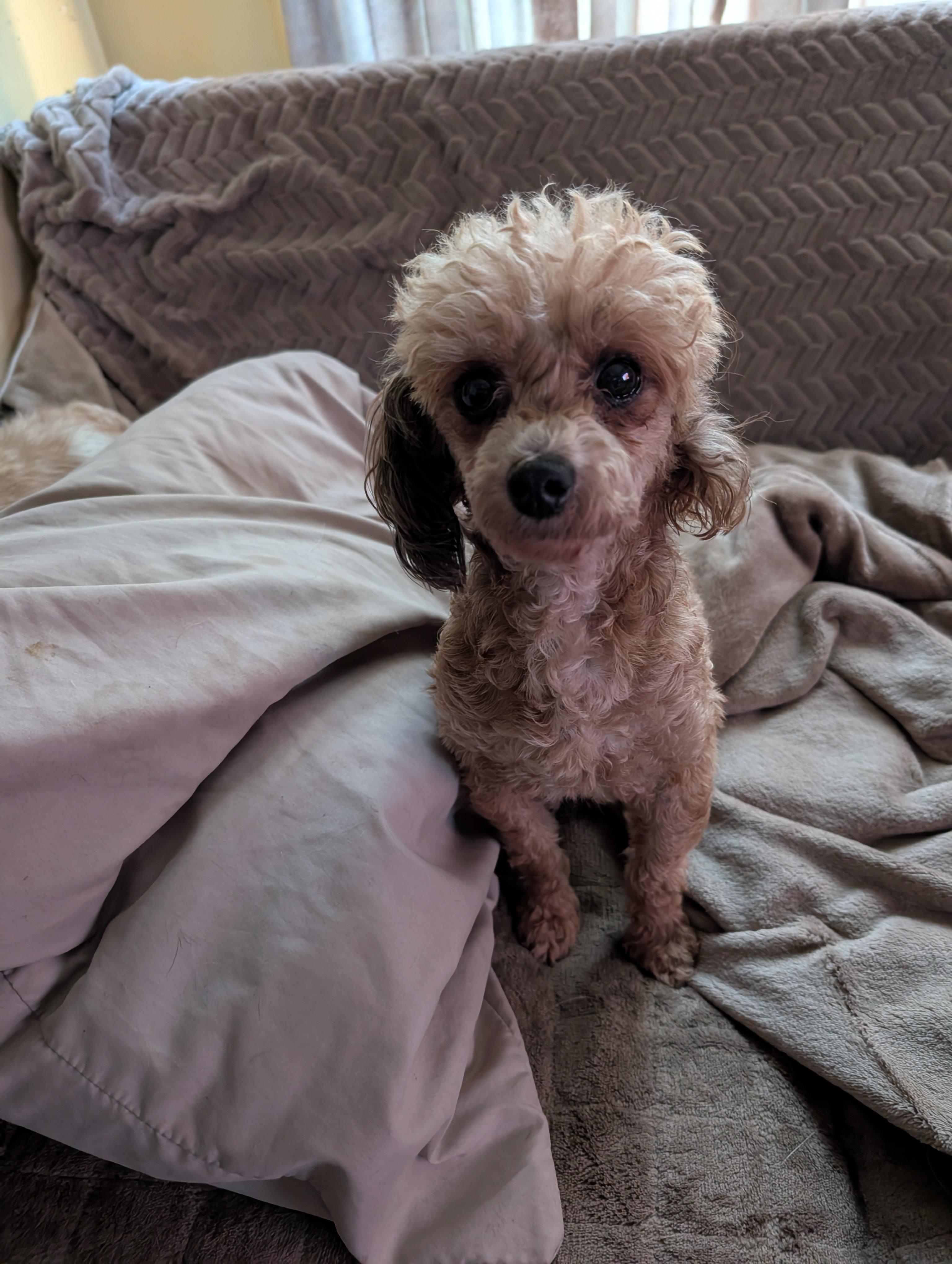 Enlarge Coco Monkey, a ADOPTABLE Poodle (Toy) in Homer Glen, IL image 2/4