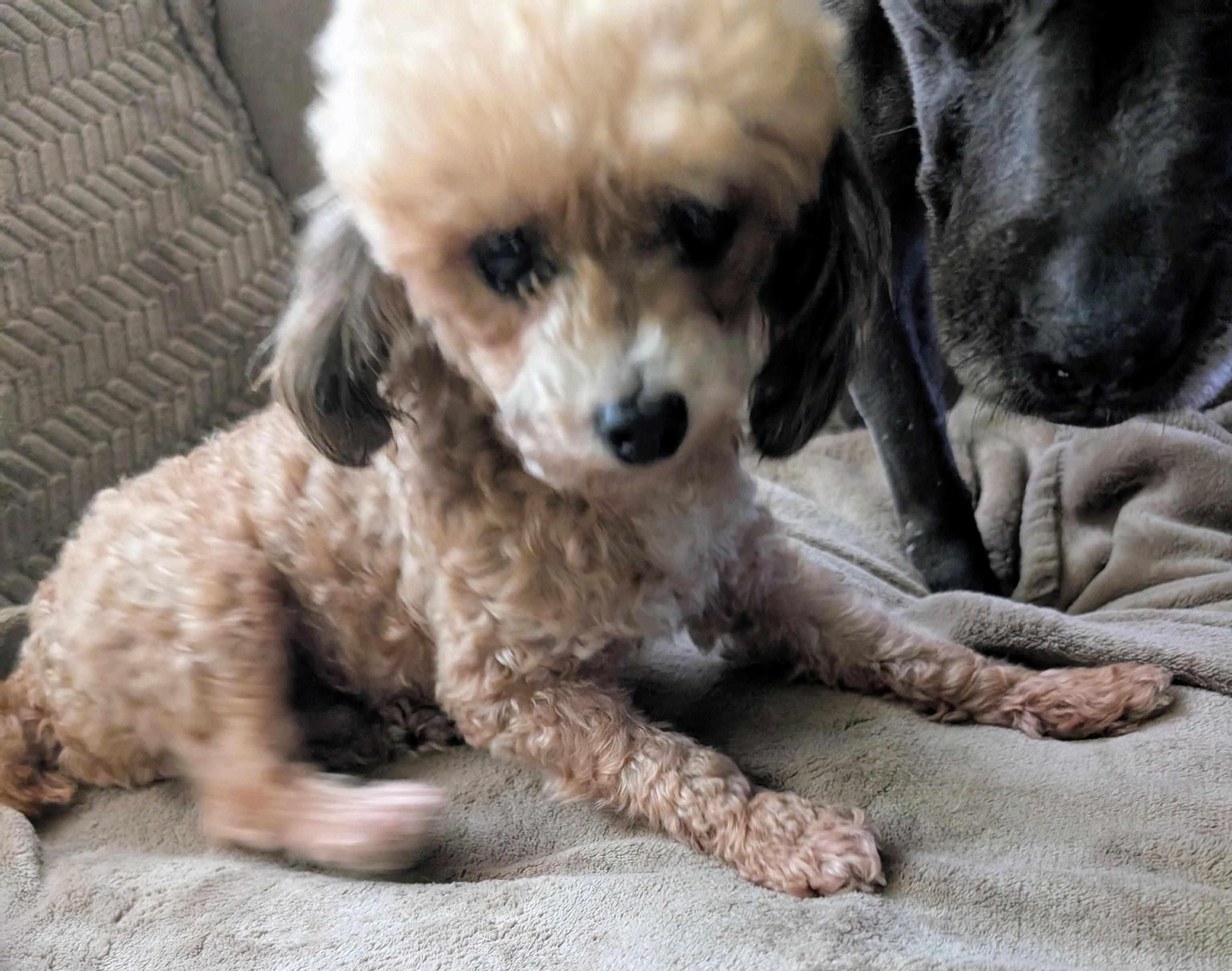 Enlarge Coco Monkey, a ADOPTABLE Poodle (Toy) in Homer Glen, IL image 1/4