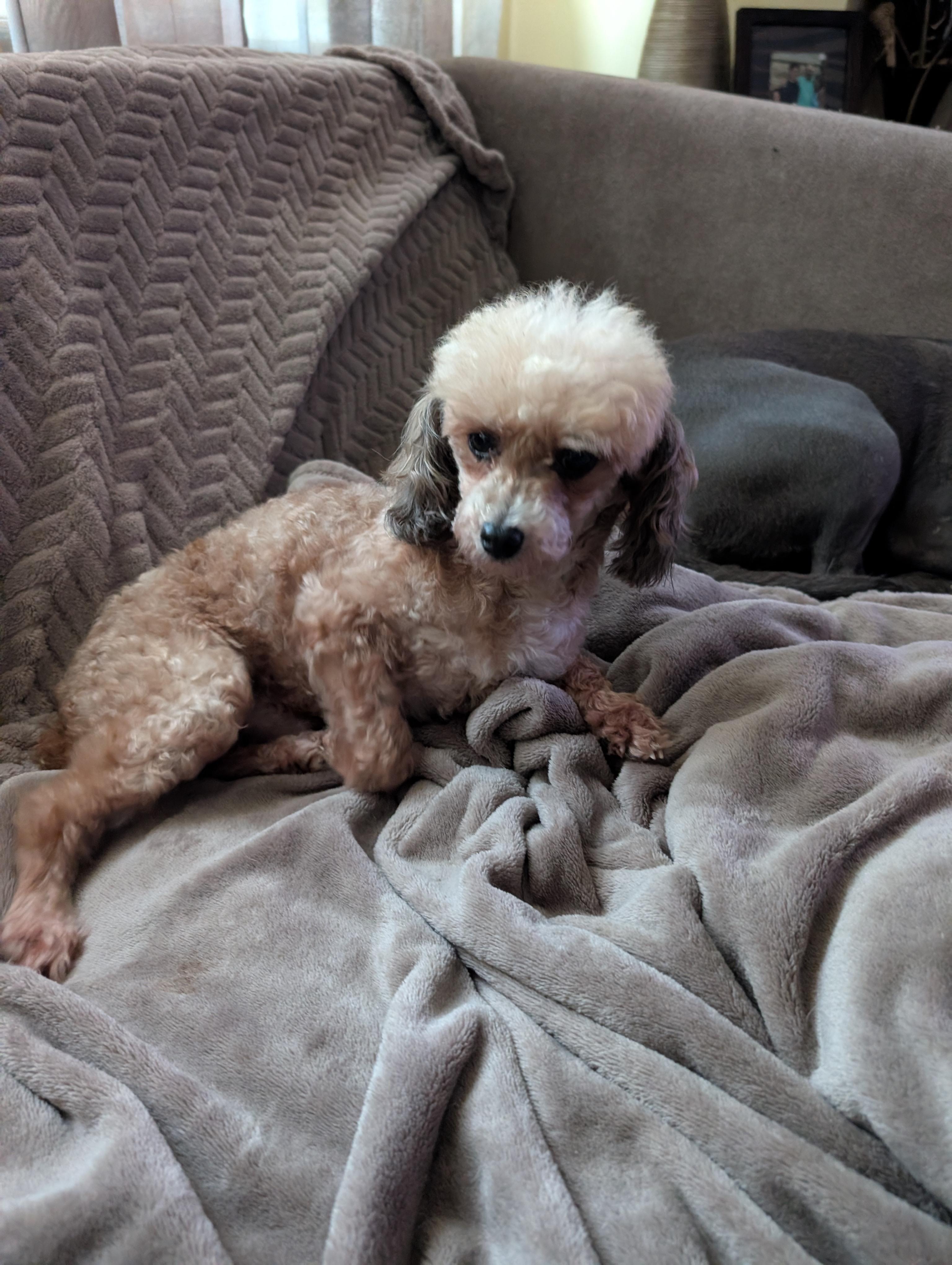 Enlarge Coco Monkey, a ADOPTABLE Poodle (Toy) in Homer Glen, IL image 3/4