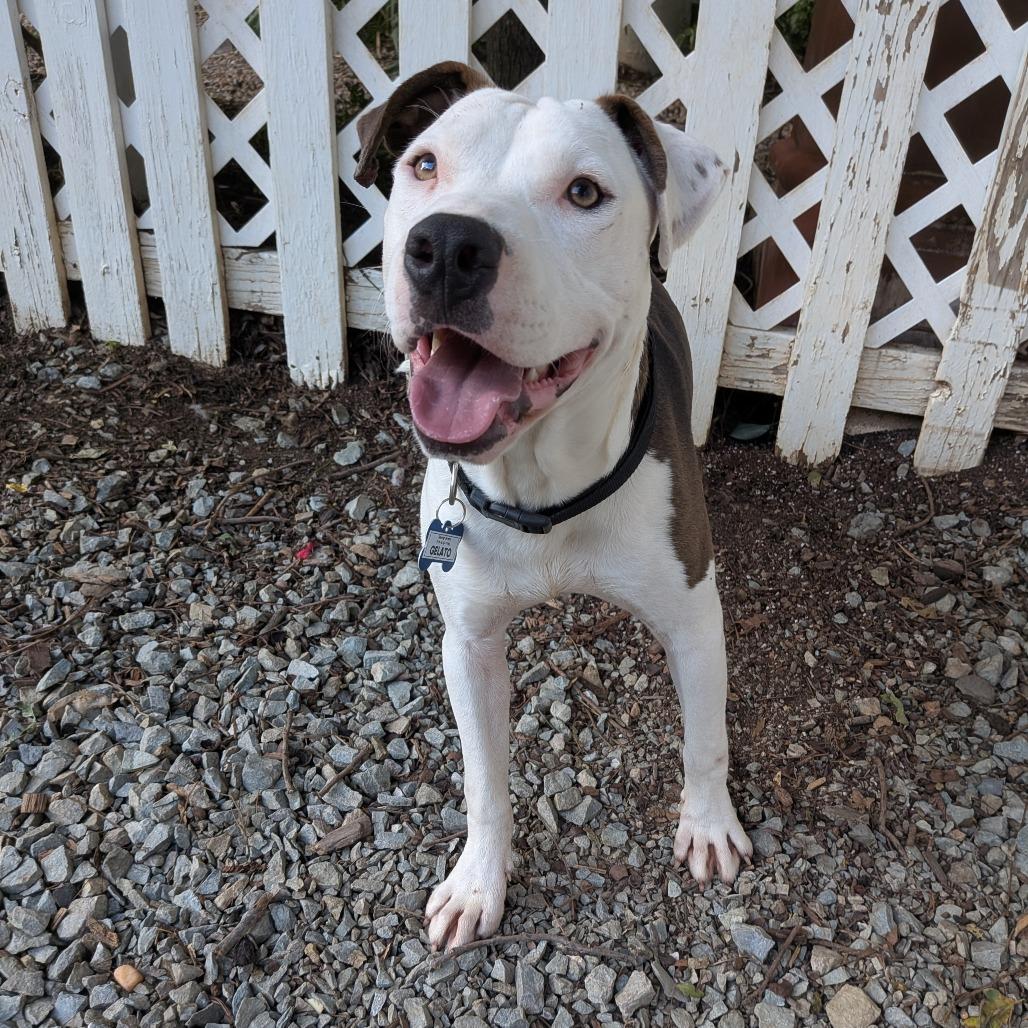 Gelato, Adoptable, Young Male Pit Bull Terrier.