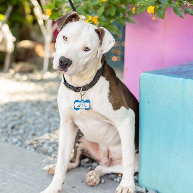 Enlarge Gelato, a Adoptable Pit Bull Terrier in Wake Forest, NC image 2/5
