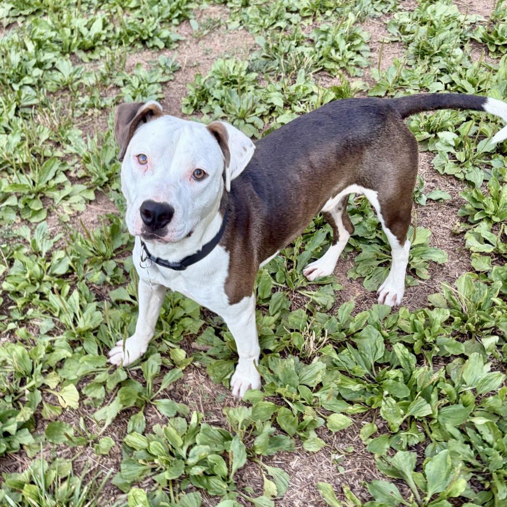 Enlarge Gelato, a Adoptable Pit Bull Terrier in Wake Forest, NC image 3/5
