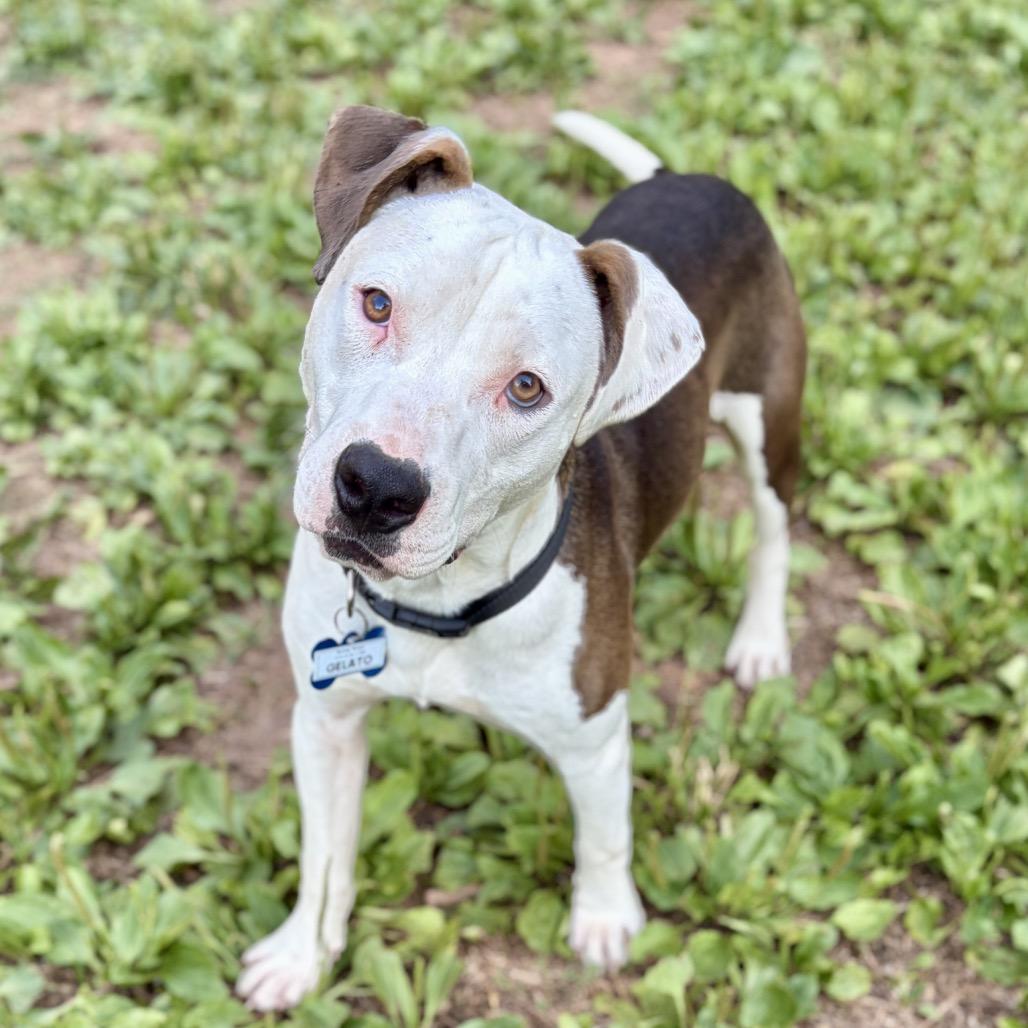 Enlarge Gelato, a Adoptable Pit Bull Terrier in Wake Forest, NC image 4/5