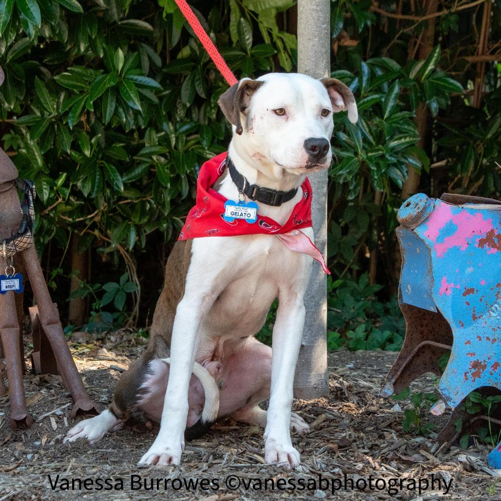 Enlarge Gelato, a Adoptable Pit Bull Terrier in Wake Forest, NC image 5/5