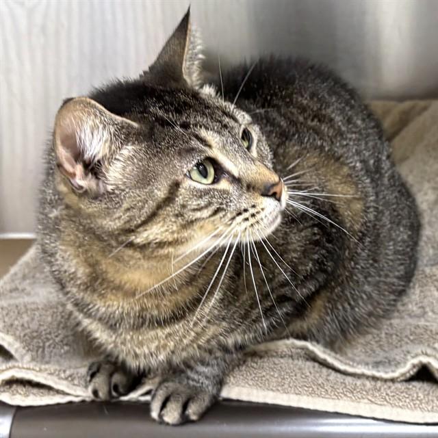 PACIFIC, Adoptable, Adult Female Domestic Short Hair.