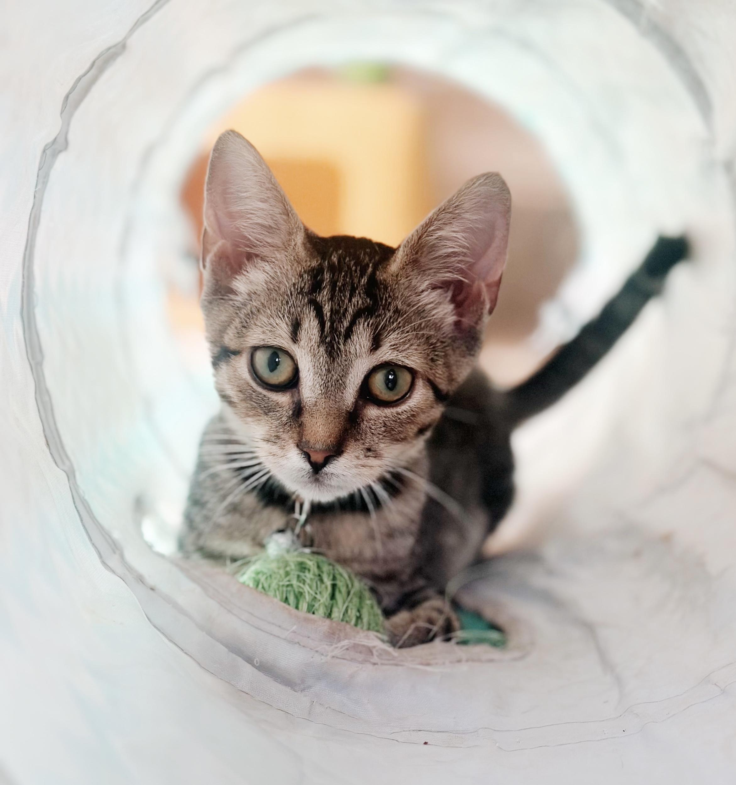 Sally, a Adoptable Tabby in Philadelphia, PA image 3/5