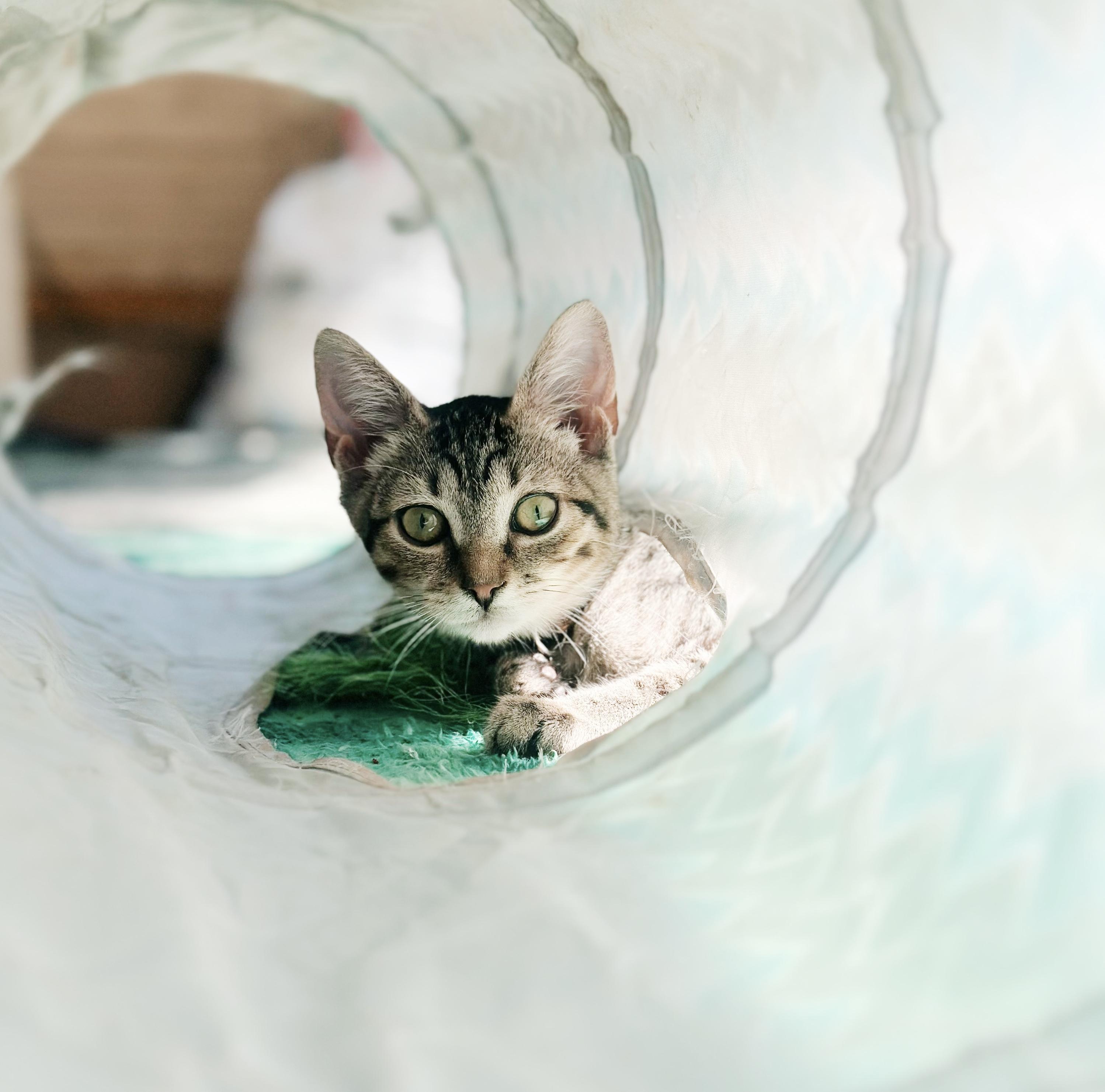 Sally, a Adoptable Tabby in Philadelphia, PA image 5/5