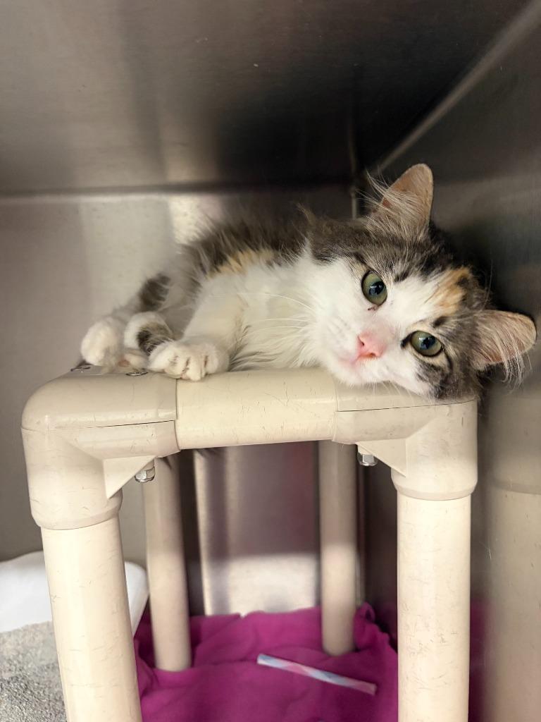 Enlarge Cali, a Adopted Calico in Portland, IN image 2/2