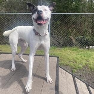 Enlarge Olivia, a Adoptable mixed breed in Newport, NC image 1/6