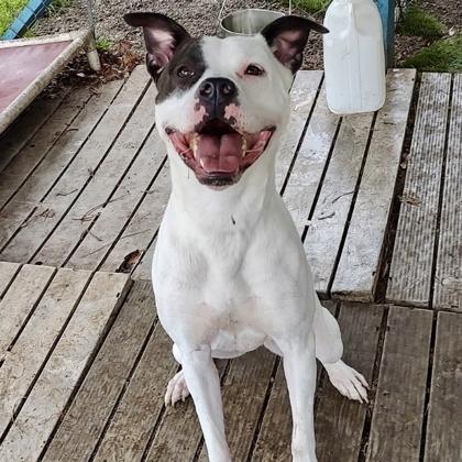 Enlarge Olivia, a Adoptable mixed breed in Newport, NC image 2/6