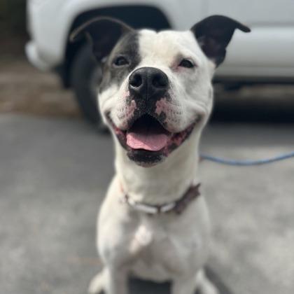 Enlarge Olivia, a Adoptable mixed breed in Newport, NC image 3/6