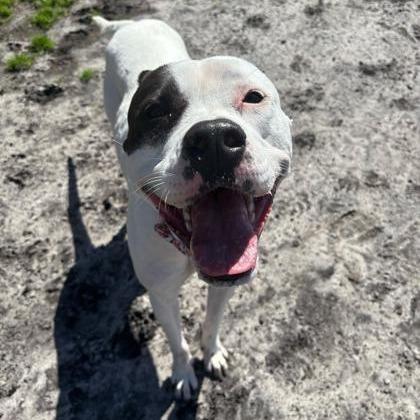 Enlarge Olivia, a Adoptable mixed breed in Newport, NC image 4/6