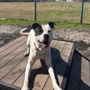 Enlarge Olivia, a Adoptable mixed breed in Newport, NC image 5/6