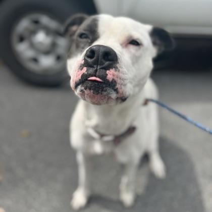 Enlarge Olivia, a Adoptable mixed breed in Newport, NC image 6/6