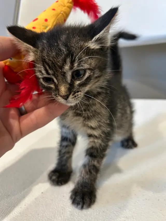 Enlarge Rosalina, a ADOPTABLE Domestic Short Hair in Seward, NE image 1/2