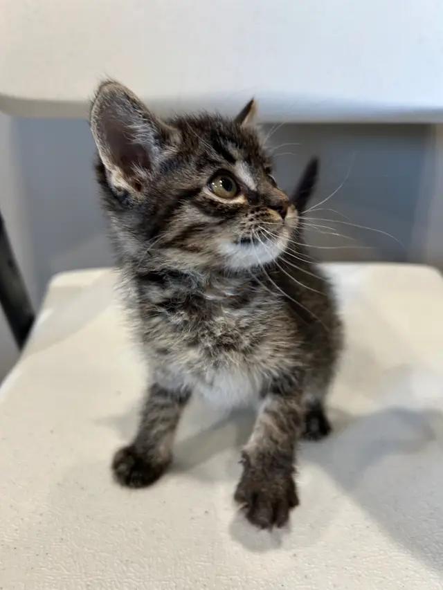 Enlarge Rosalina, a ADOPTABLE Domestic Short Hair in Seward, NE image 2/2