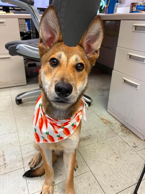 NICK WILDE, Adoptable, Young Male Carolina Dog & Klee Kai.