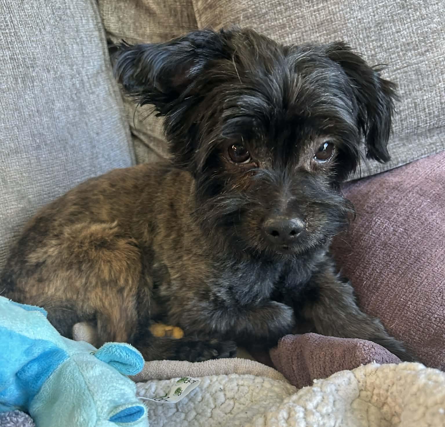 Waylon, adopted, Adult Male Shih Tzu.