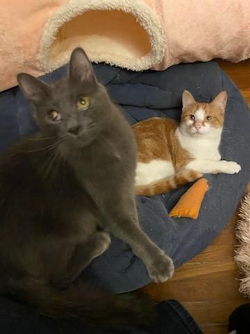 Armani and Clay, a Adoptable Domestic Short Hair in Newfane, NY image 2/5