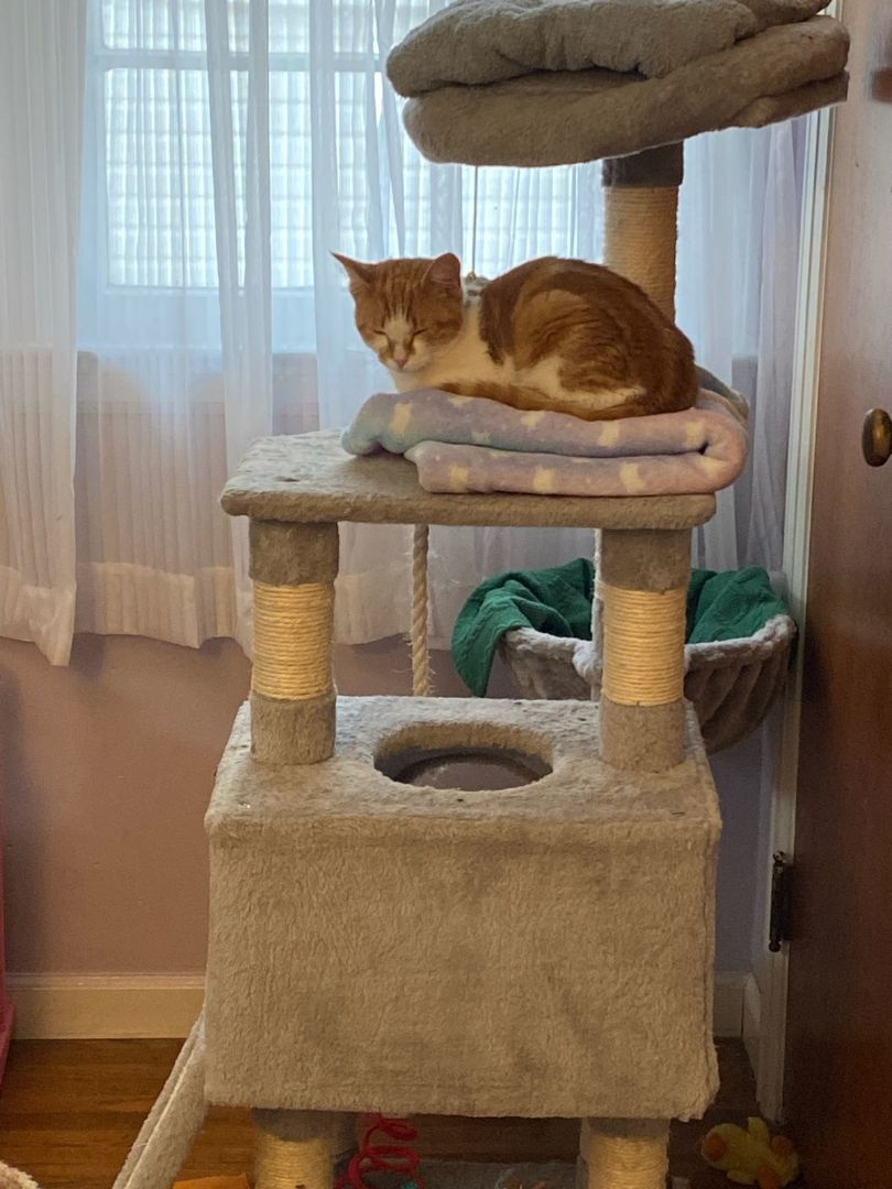 Armani and Clay, a Adoptable Domestic Short Hair in Newfane, NY image 4/5