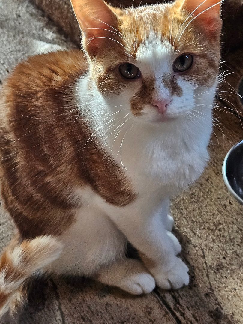 Armani and Clay, a Adoptable Domestic Short Hair in Newfane, NY image 5/5