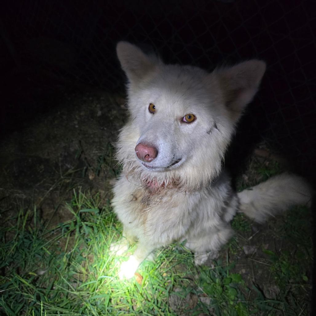 Enlarge Bear, a Adoptable mixed breed in West Plains, MO image 1/4