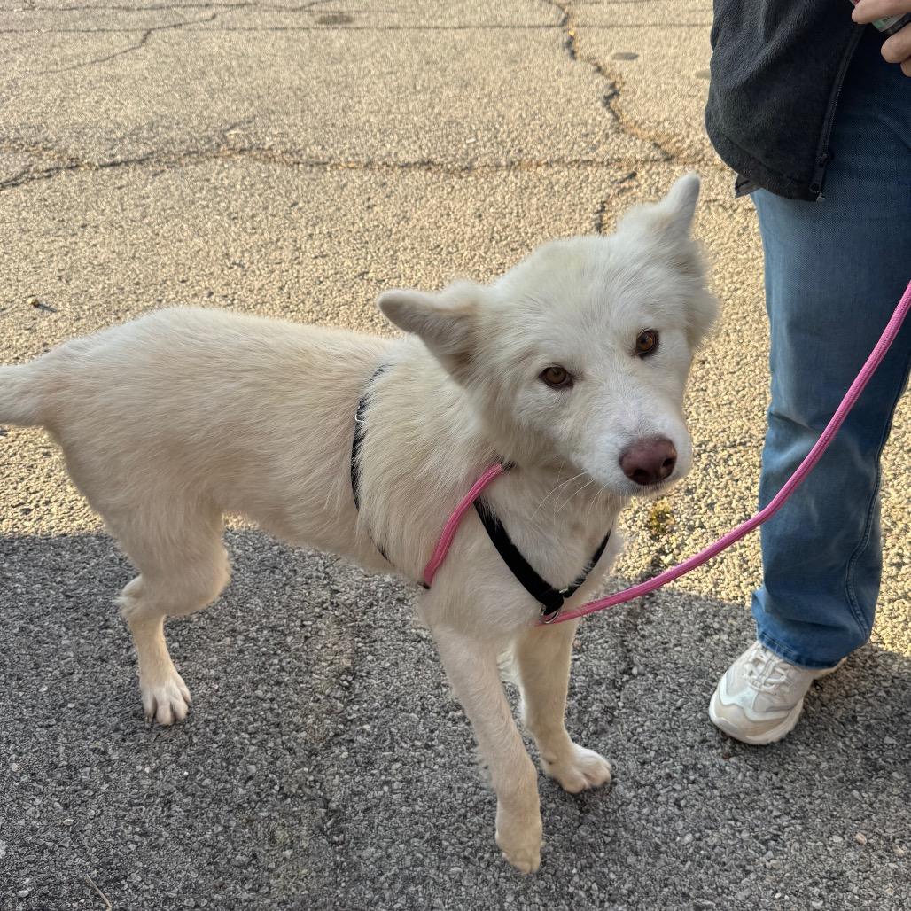 Enlarge Bear, a Adoptable mixed breed in West Plains, MO image 2/4