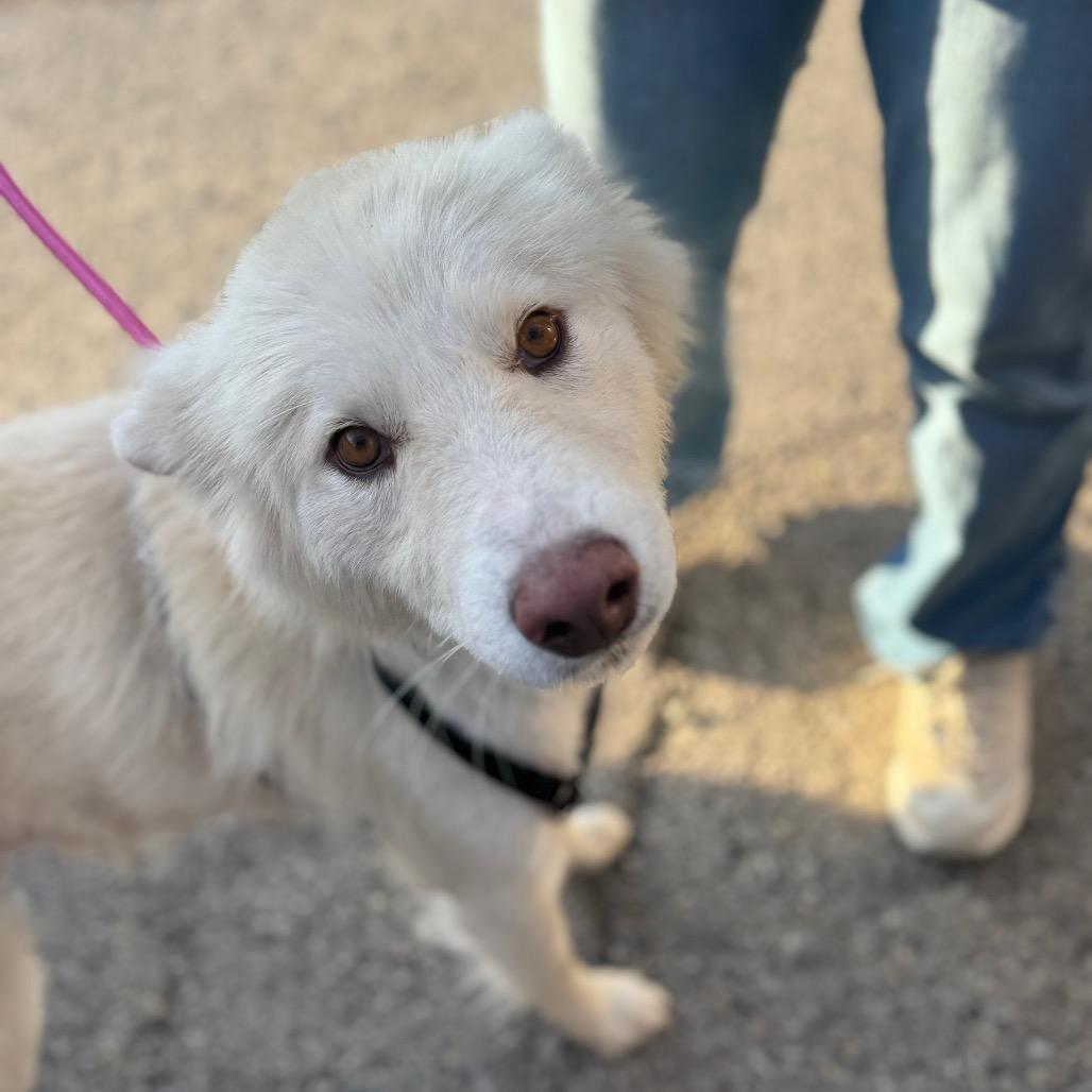 Enlarge Bear, a Adoptable mixed breed in West Plains, MO image 3/4
