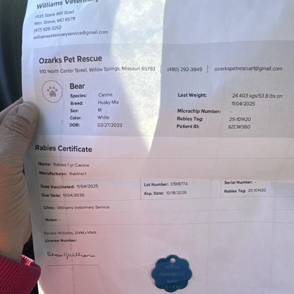 Enlarge Bear, a Adoptable mixed breed in West Plains, MO image 4/4