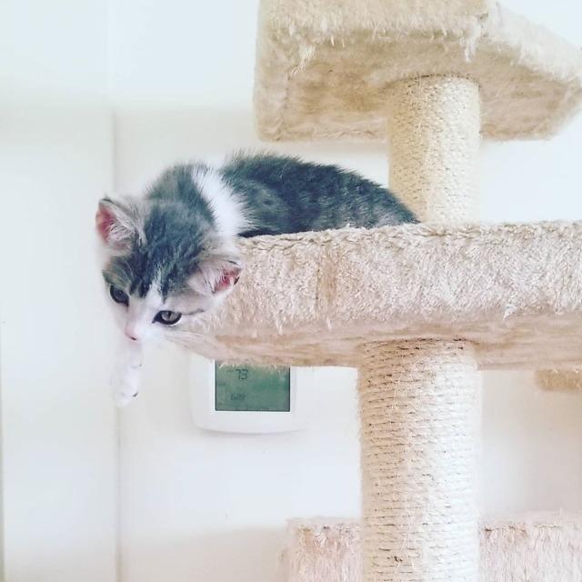 Enlarge Steven, a Adopted mixed breed in Findlay, OH image 1/1