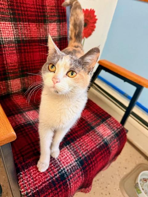 Sugar Cookie, Adoptable, Young Female Domestic Short Hair.