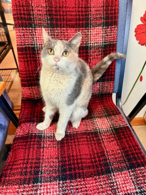 Sugar Cookie, a Adoptable Domestic Short Hair in St. Clair, MI image 2/4
