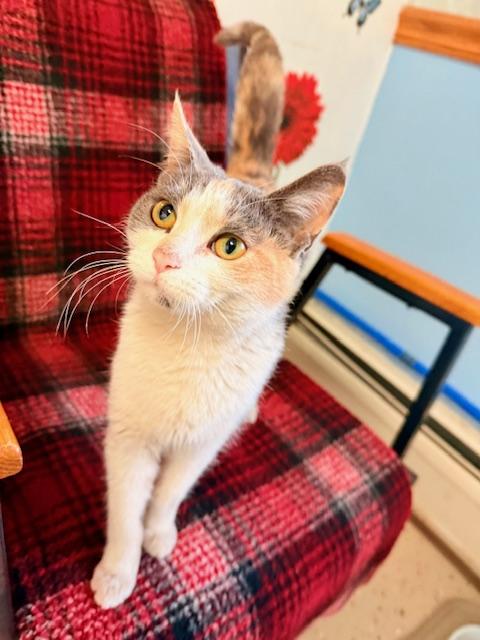 Sugar Cookie, a Adoptable Domestic Short Hair in St. Clair, MI image 3/4