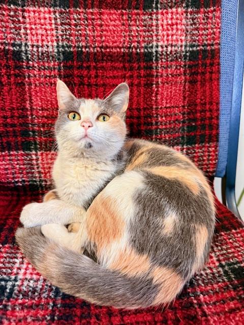 Sugar Cookie, a Adoptable Domestic Short Hair in St. Clair, MI image 4/4