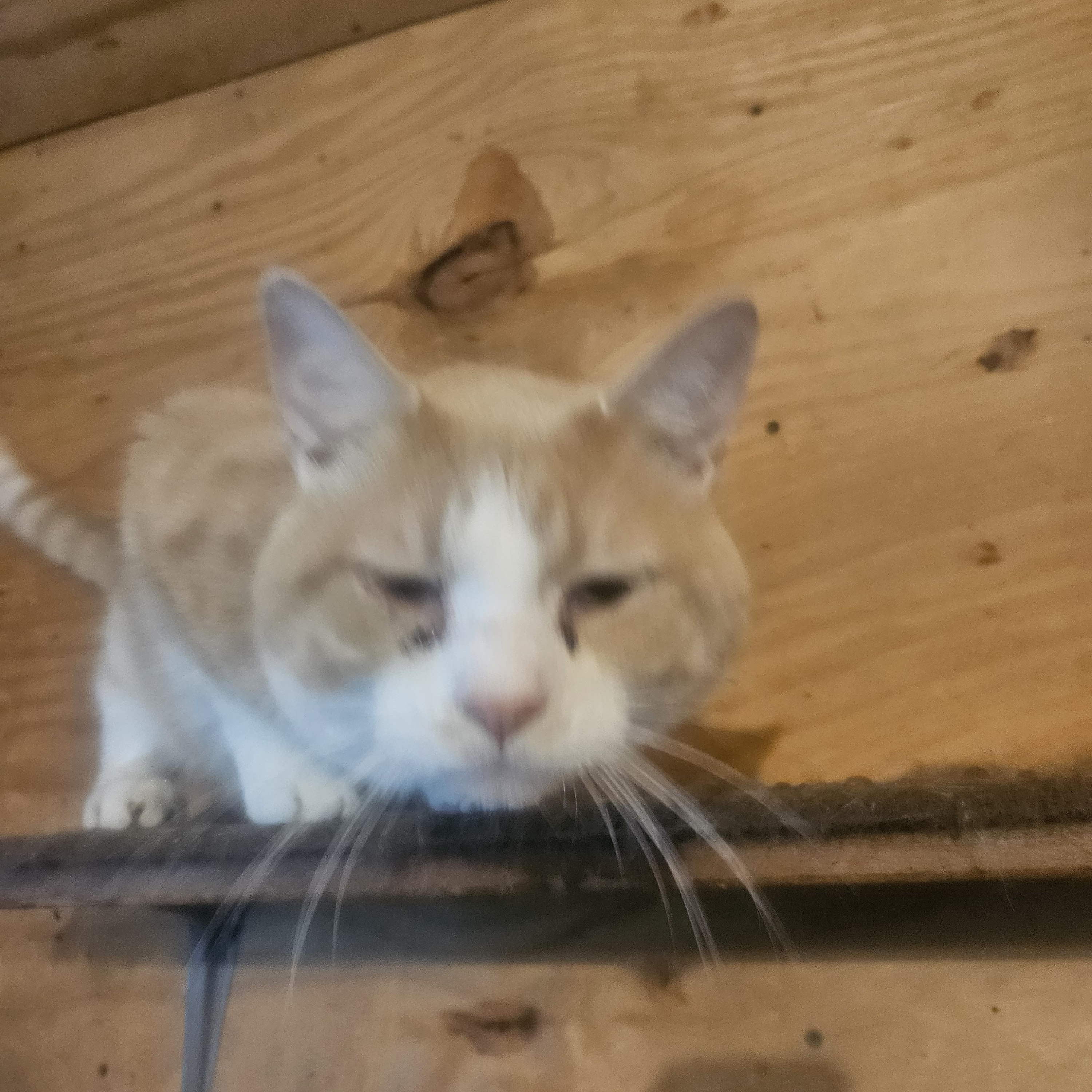 Biscuit, a Adoptable Domestic Short Hair in Grand Island, NY image 2/3