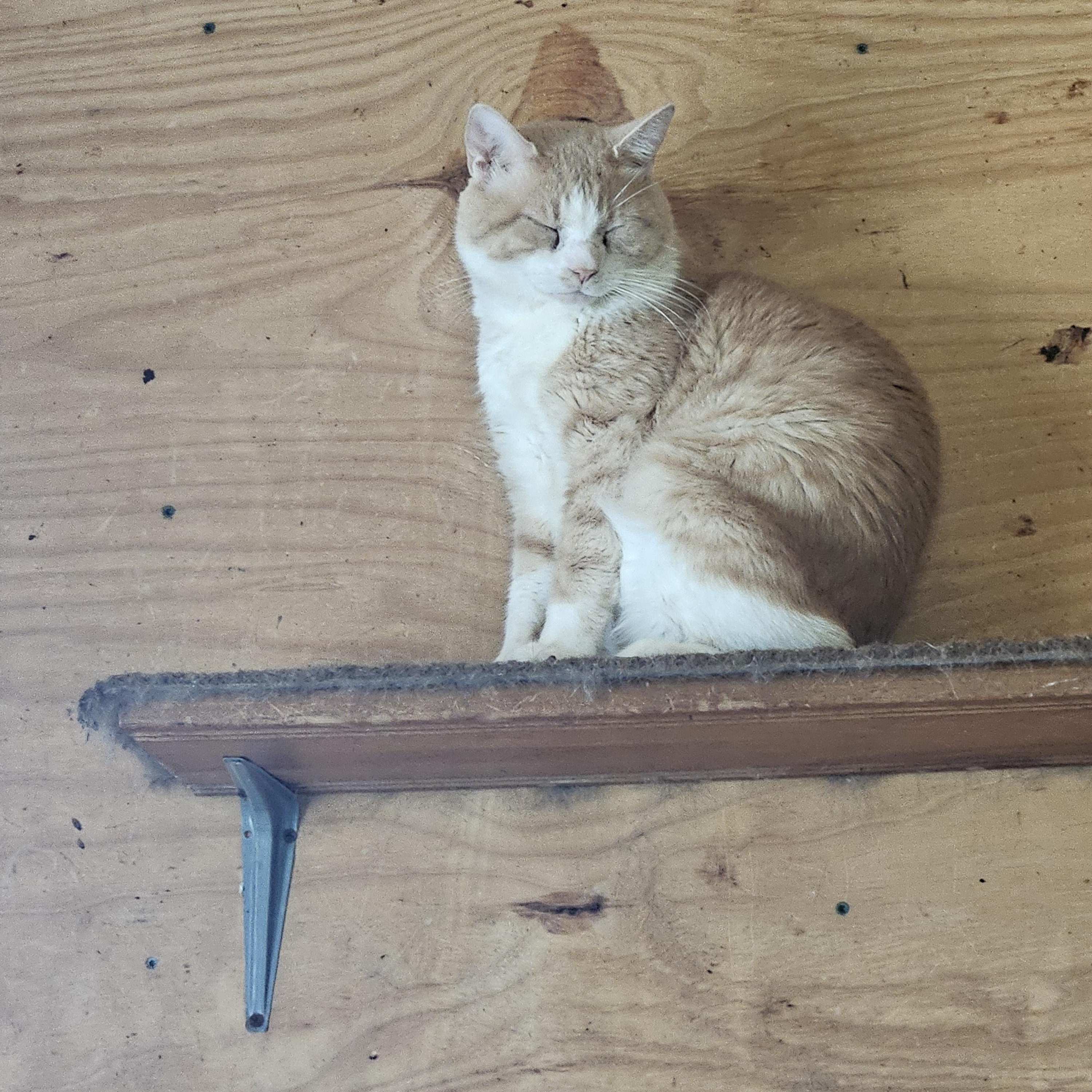 Biscuit, a Adoptable Domestic Short Hair in Grand Island, NY image 3/3