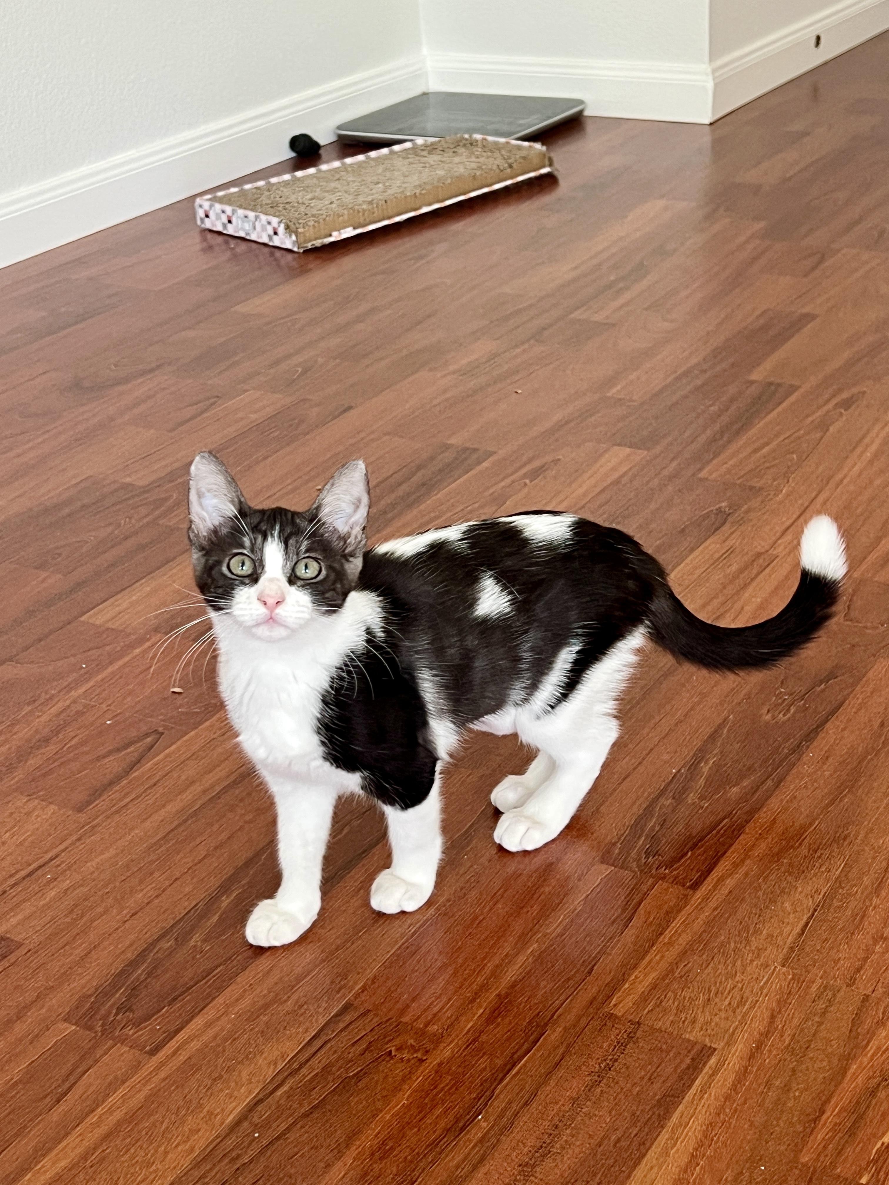 Cinderella, adopted, Kitten Female Domestic Short Hair.