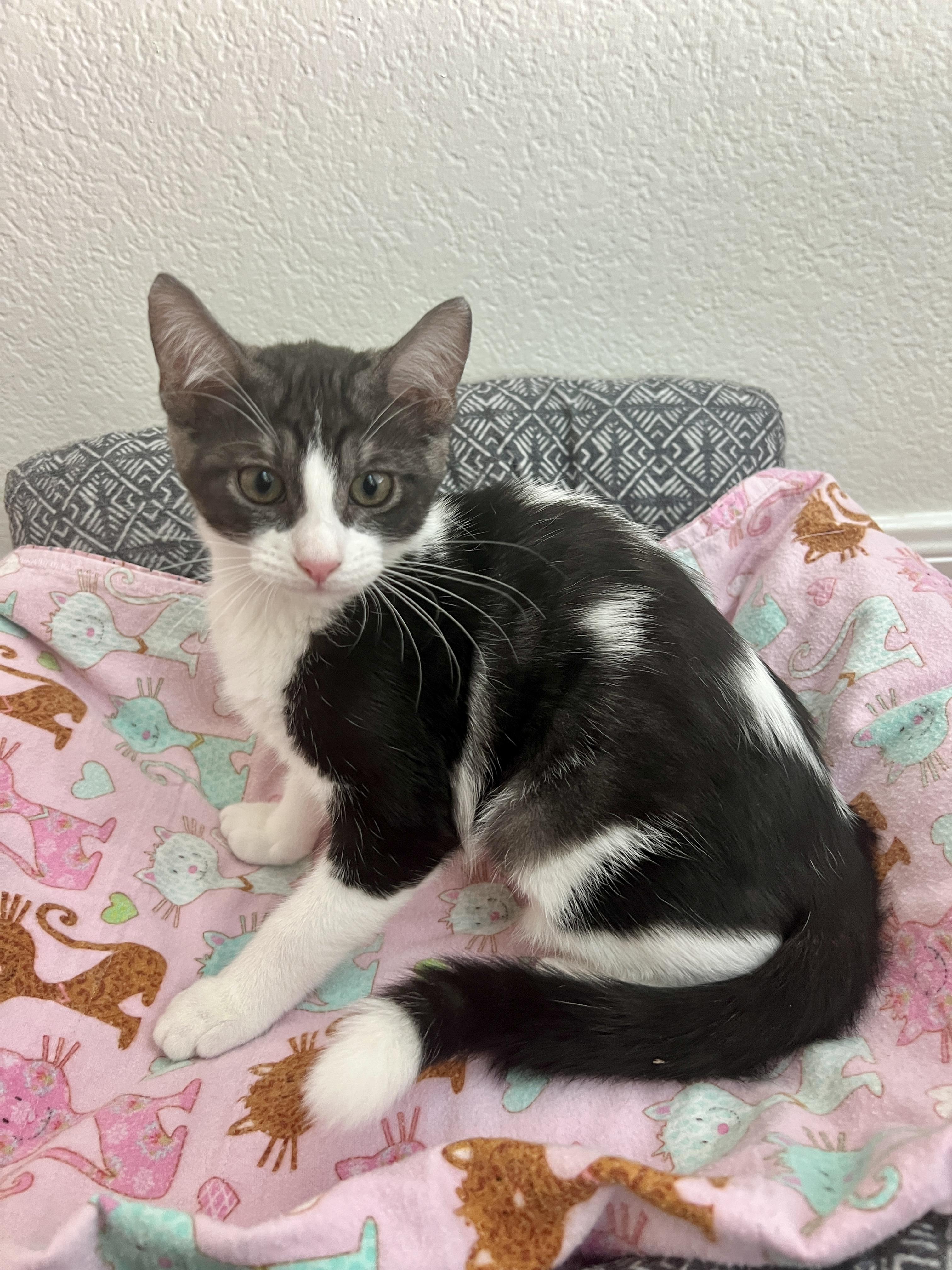Enlarge Cinderella, an adopted Domestic Short Hair in Round Rock, TX image 4/4