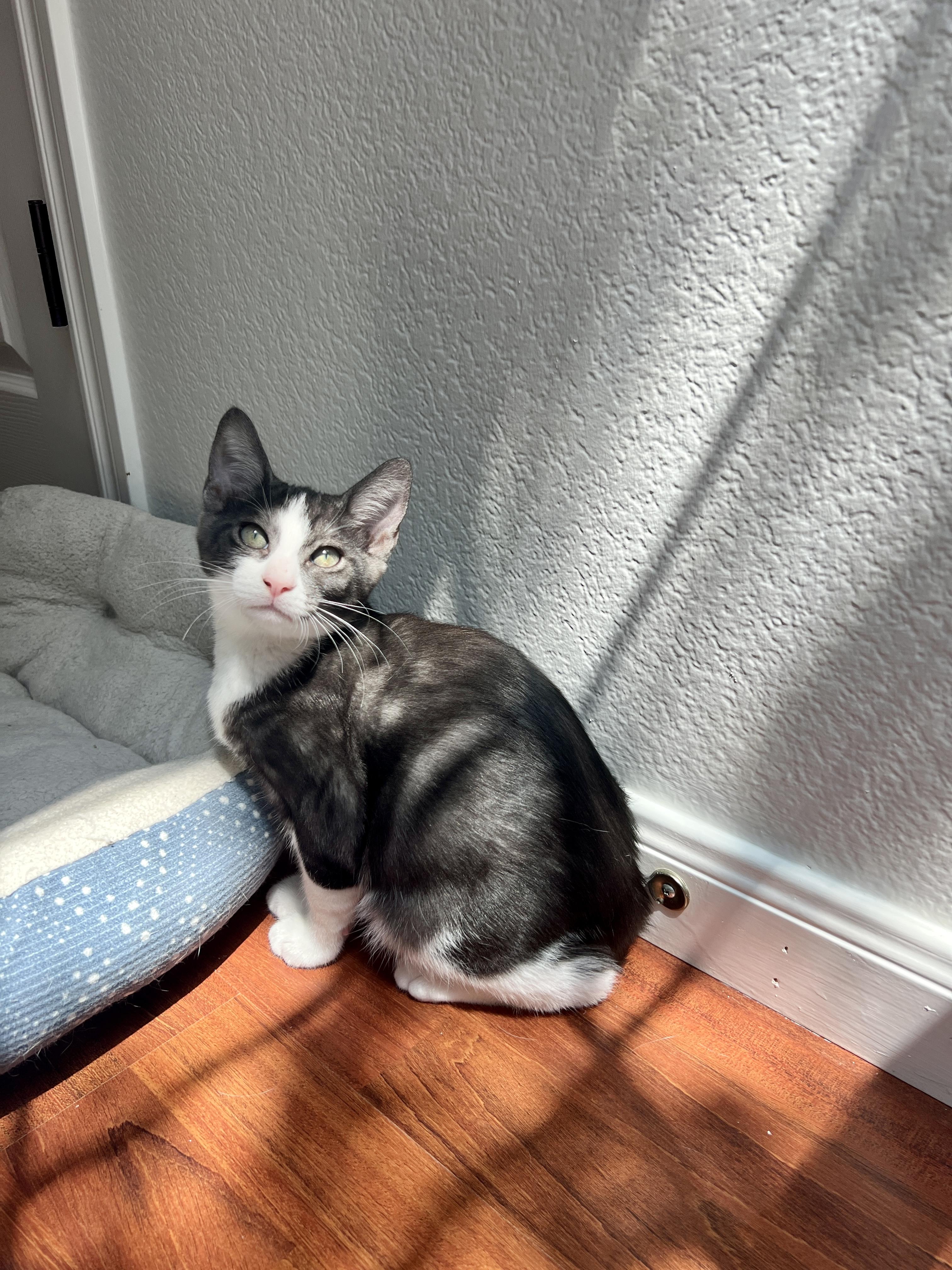 Enlarge Cinderella, an adopted Domestic Short Hair in Round Rock, TX image 3/4