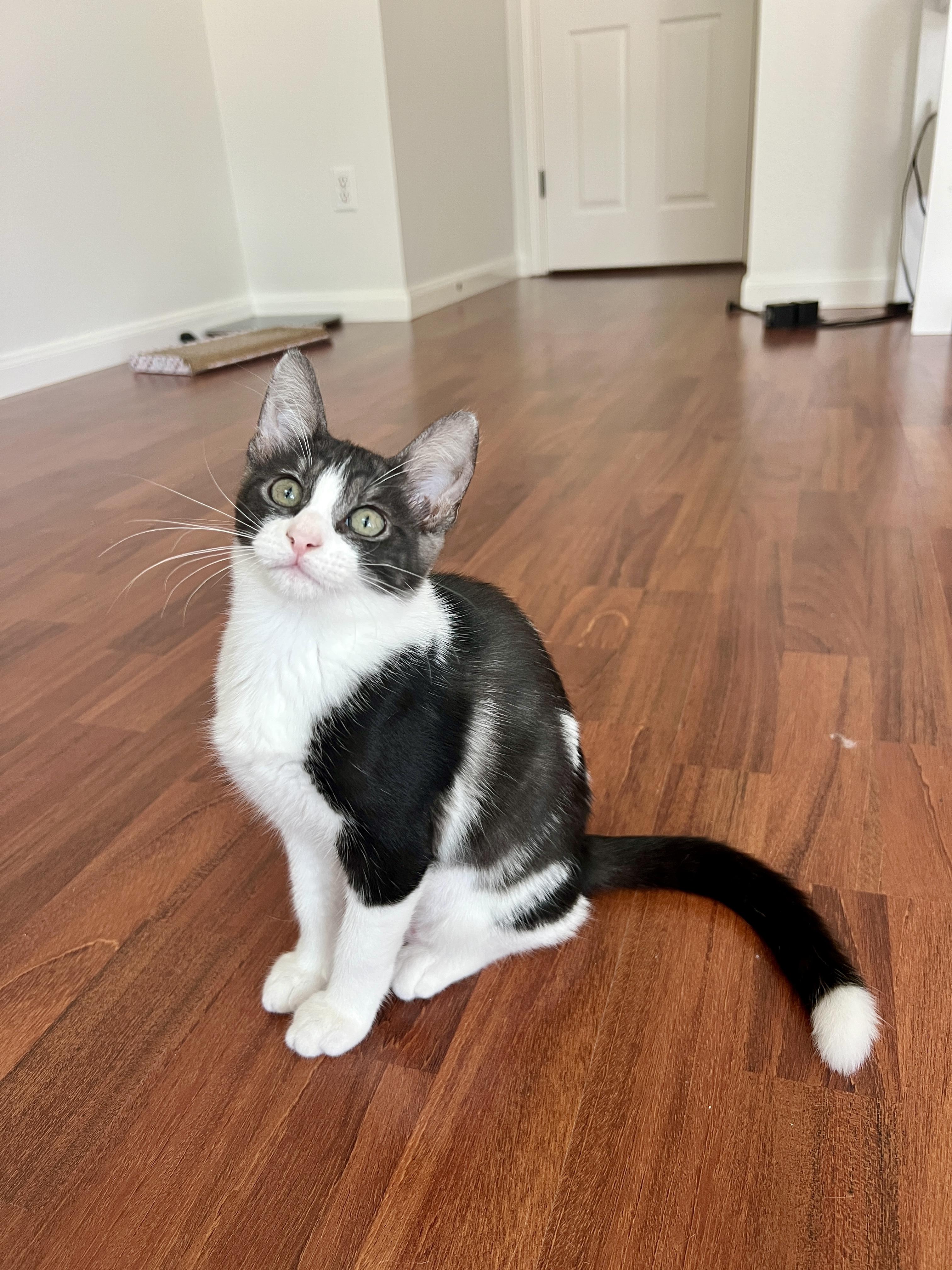 Enlarge Cinderella, an adopted Domestic Short Hair in Round Rock, TX image 2/4