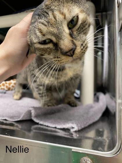 Nellie, Adoptable, Young Female Domestic Short Hair & Domestic Short Hair.